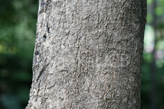 Pterocarpus marsupium